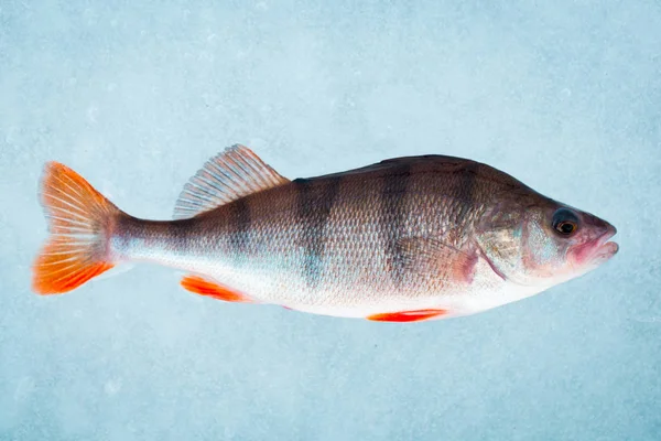 Big perch fish on ice. Top view. Winter fishing background.