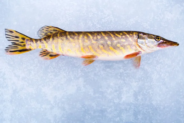 Pike fish on ice. Top view with copyscape. Winter fishing. Big fish catch theme. Winter sports background.