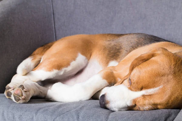 Pies gończy pies śpi — Zdjęcie stockowe