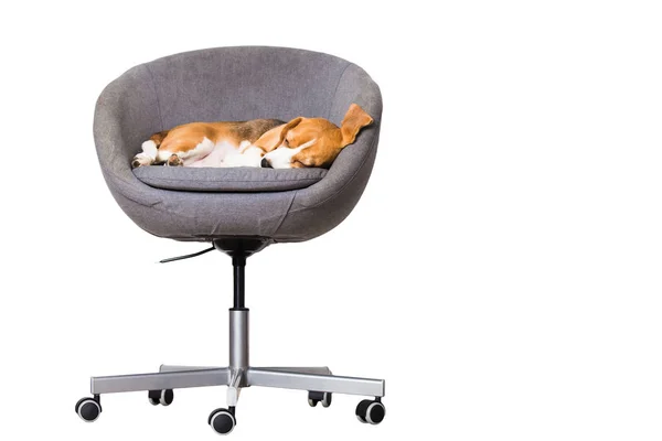 Dog in comfortable office chair — Stock Photo, Image