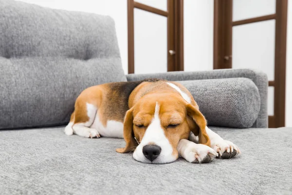 Beagle dog sleeping on couch