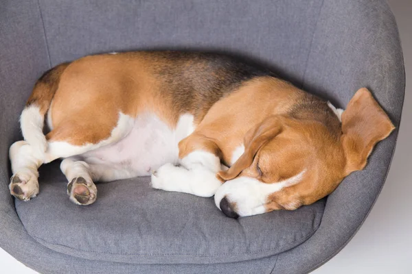 Śpiącego psa beagle — Zdjęcie stockowe