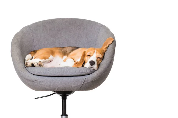 Beagle pies śpi w fotelu — Zdjęcie stockowe