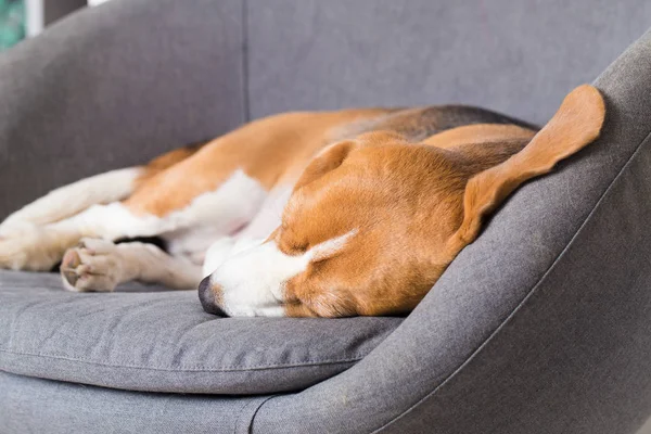 Beagle dog sleeps sweetly