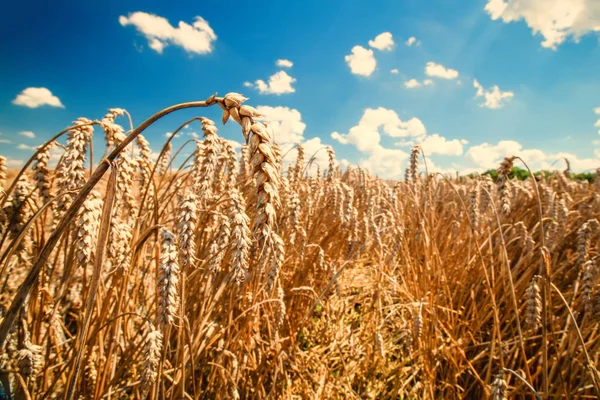 Campo de trigo — Fotografia de Stock