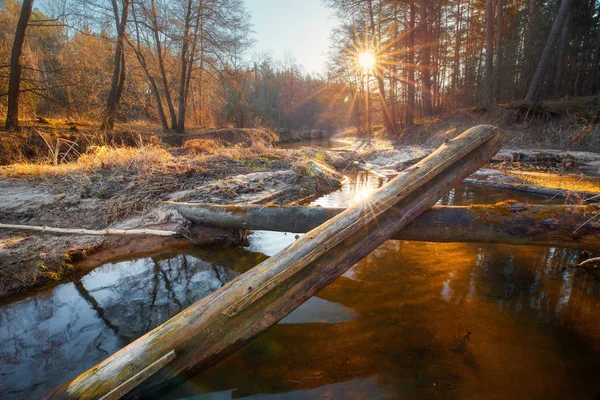 Luz solar en el bosque —  Fotos de Stock