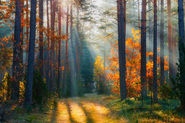 Autumn. Autumn forest. Forest landscape. Fall nature. Sunlight in forest. Sunbeams shining through trees. Path in natural park with fall trees.