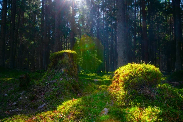 Forår landskab - Stock-foto