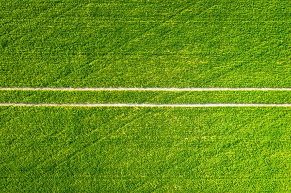 Campo verde com faixa de trator único — Fotografia de Stock