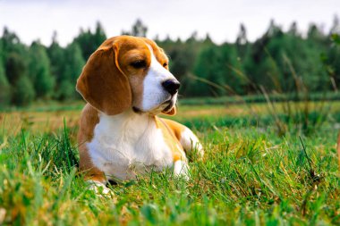 Yeşil çimenler üzerinde av köpeği