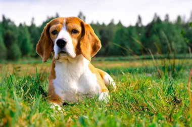 Beagle köpek açık havada