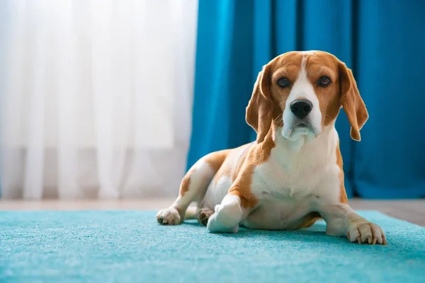 Beagle dog in apartment