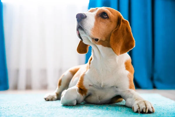 Beagle dog close-up portrait