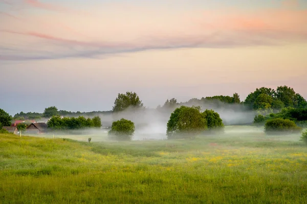 Nebliger Sommermorgen auf der Wiese — Stockfoto