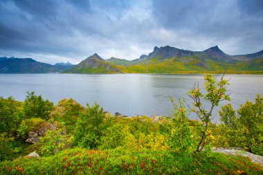 Yeşil yosun ve çim ile Yaz manzara