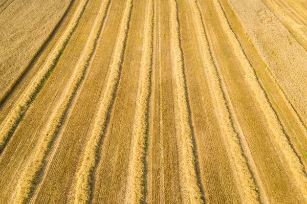 Pole pszenicy w czasie zbiorów — Zdjęcie stockowe