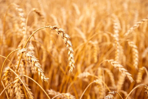 Campo de trigo. Orelhas de trigo dourado . — Fotografia de Stock