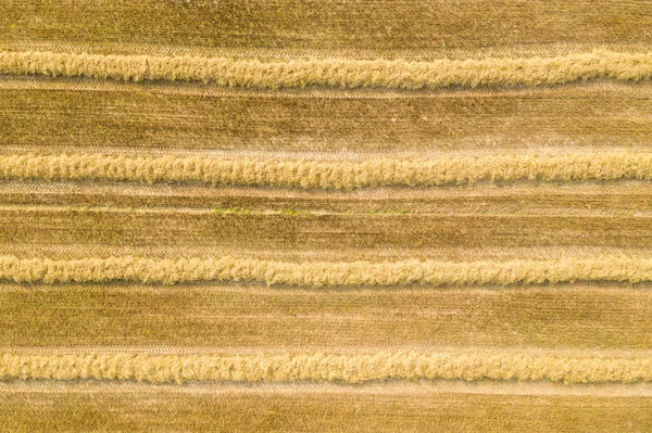 収穫したコムギ畑 — ストック写真
