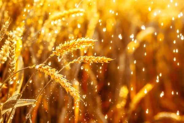 Closeup de trigo. Conceito de colheita rica . — Fotografia de Stock
