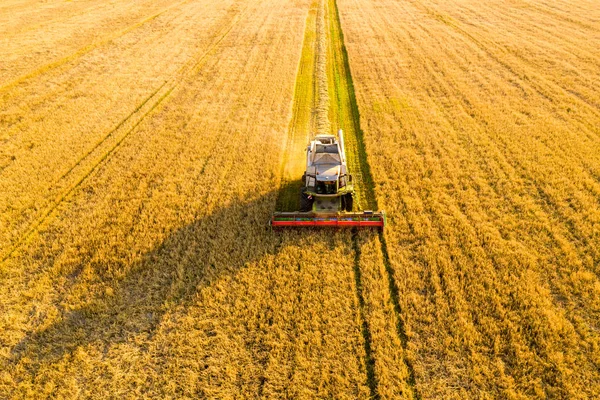 Tahıl tarım endüstrisi — Stok fotoğraf