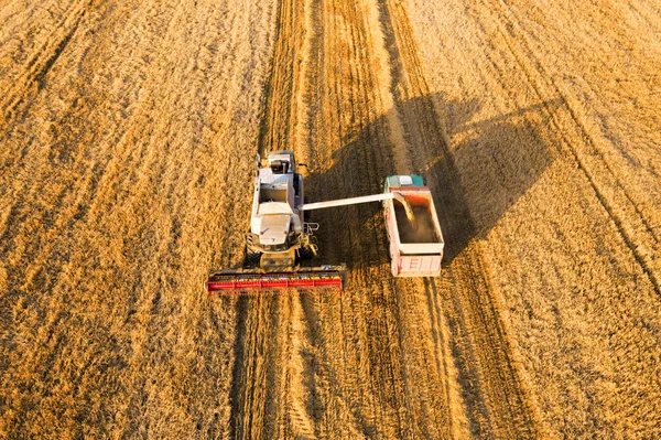 Combine harvester pouring wheat grain into truck — Stock Photo, Image