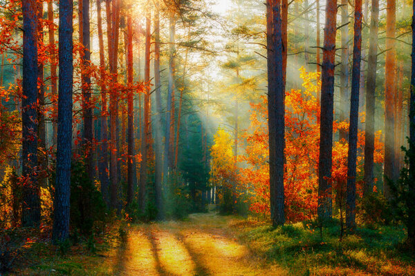 Autumn forest landscape. Fall nature background. Forest with sunlight. Path through autumn trees illuminated with bright sun beams.