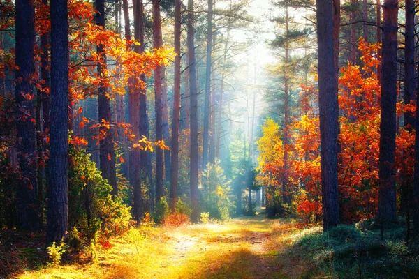 Outono. Paisagem florestal de queda — Fotografia de Stock