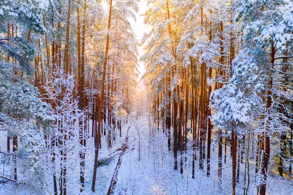 Luce solare invernale nella foresta — Foto Stock