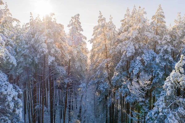 Bosque de invierno — Foto de Stock