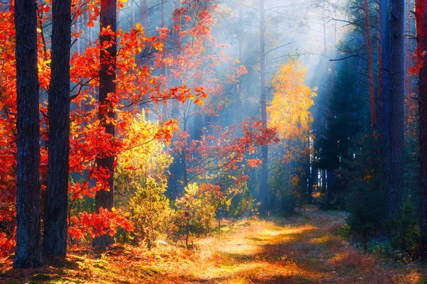 Осенний лес — стоковое фото