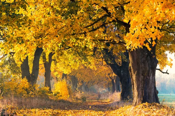 Herfst. Esdoorn bomen met geel blad. — Stockfoto