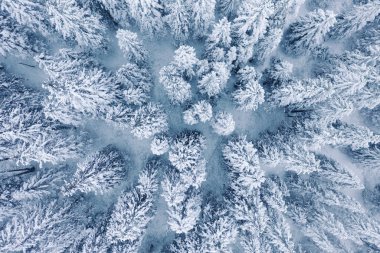 Güzel Kış Ormanı