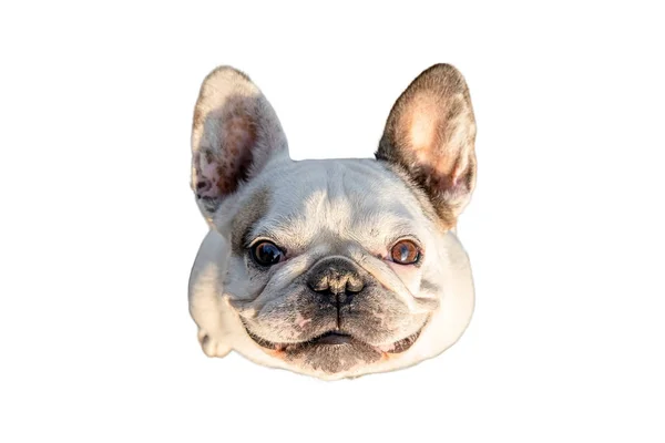 Franse Bulldog op zoek met glimlach — Stockfoto