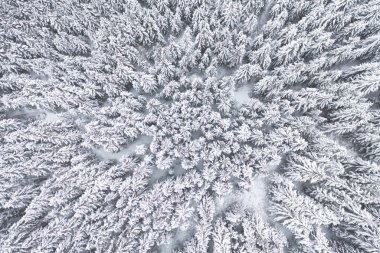 kış orman arka plan