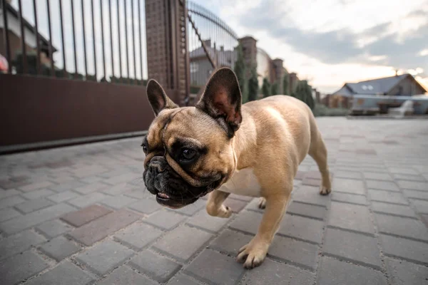 Young french bulldog outdoors