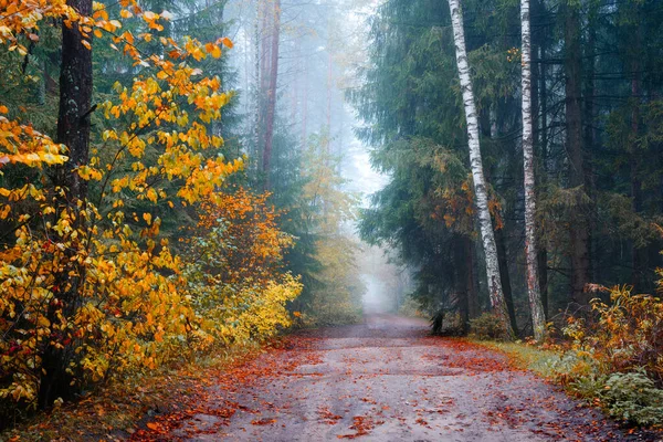 Осенний лес. Спокойный фон . — стоковое фото