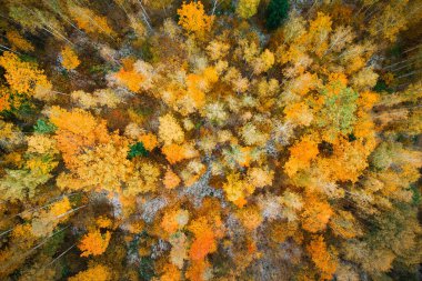 sonbahar orman manzarası
