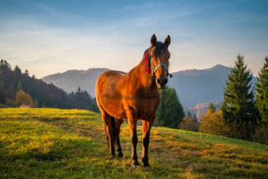Bir at gün batımında yeşil dağ tepesinde duruyor. Atlı yaz manzarası.