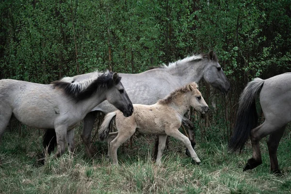 Cavalos Selvagens Com Potro Floresta — Fotografia de Stock