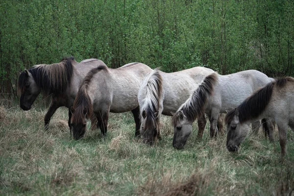 Gruppe Von Wildpferden Auf Einem Feld Wald Hintergrund Der Tierwelt — Stockfoto