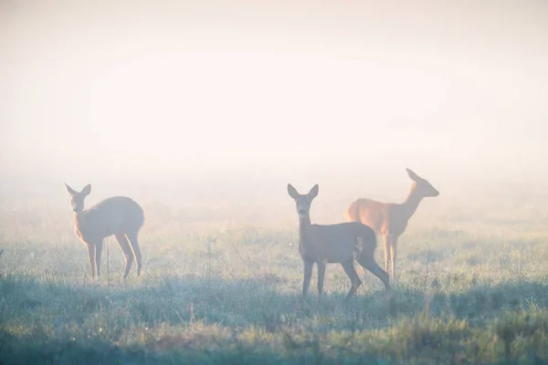 Small Deers Morning Landscape Roe Deers Fog Hunting Wildlife Background — Stock Photo, Image