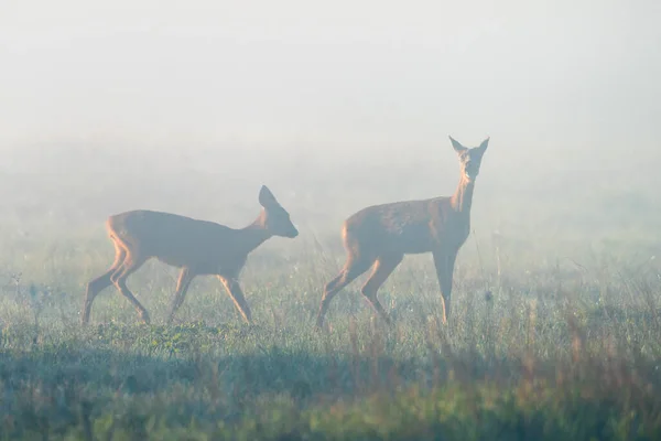 Two Deers Mist Sunrise Spring Foggy Morning Wildlife — Stock Photo, Image