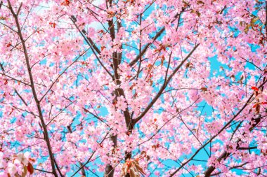 Mavi arkaplanlı pembe çiçekli Sakura dalı. Canlı bahar arkaplanı.