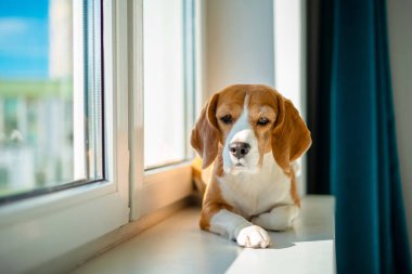 Beagle köpeği sıcak güneş ışığında pencere kenarında dinleniyor. Sevimli evcil hayvanlar.
