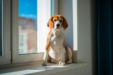 Pencere kenarında oturan av köpeği.