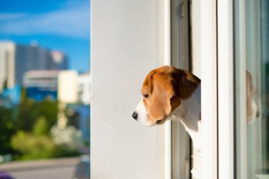 Av köpeği karantinada.