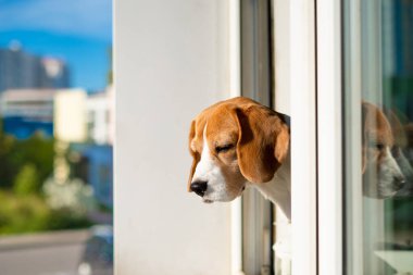 Pencereden dışarı bakan av köpeğinin portresi. Genç av köpeği dışarıda dolaşmak istiyor..