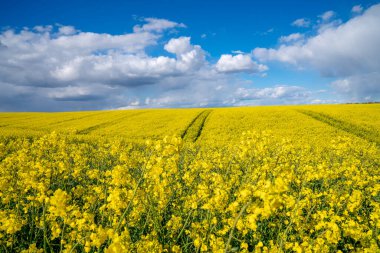 Güneşli bahar gününde sarı kolza tohumu tarlası. Güzel bir bahar arkaplanı. Kanola tarlasıyla kırsal alan.