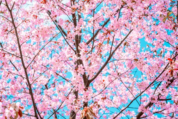 Branche Sakura Avec Des Fleurs Roses Avec Fond Bleu Ciel — Photo