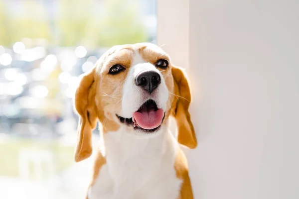 Cute happy beagle dog portrait. Healthy dog with pink tongue. Domestic animals.